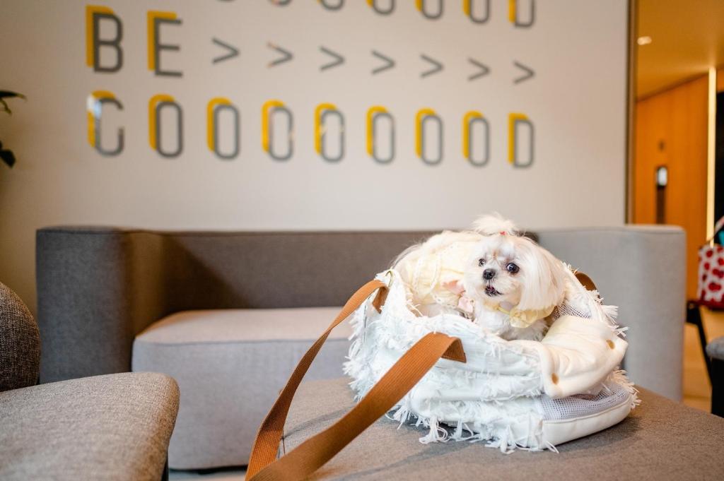 A small dog sits in a carrier on a low table in a modern lounge.