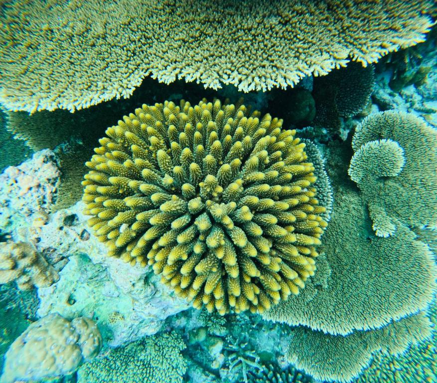 Fotografie z fotogalerie ubytování Fulidhoo Ihaa Lodge v destinaci Fulidhoo