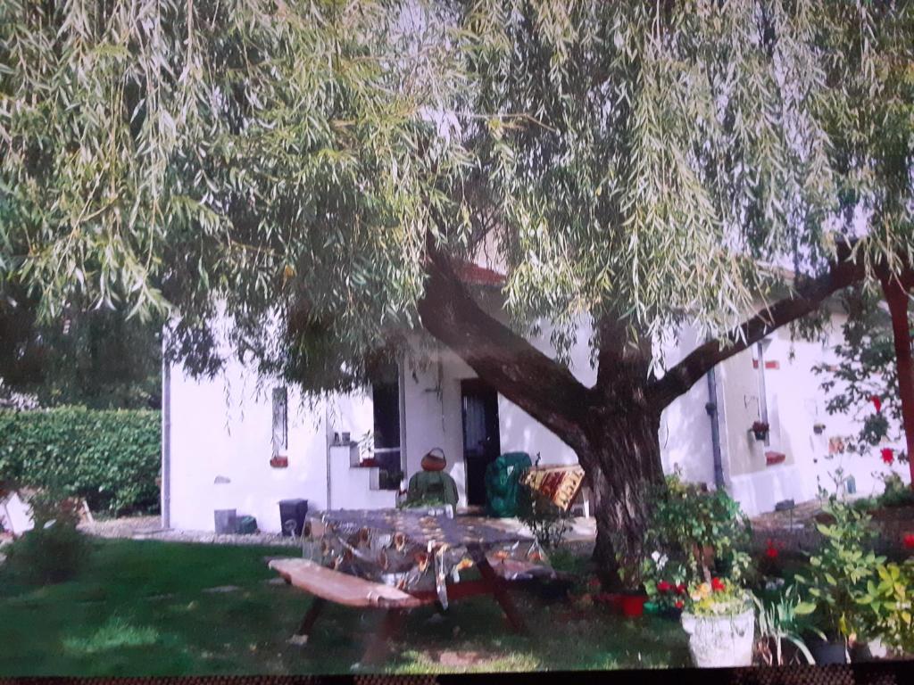 osoba siedząca pod drzewem na podwórku w obiekcie Peti kaz w mieście Saint-Seurin-sur-lʼIsle