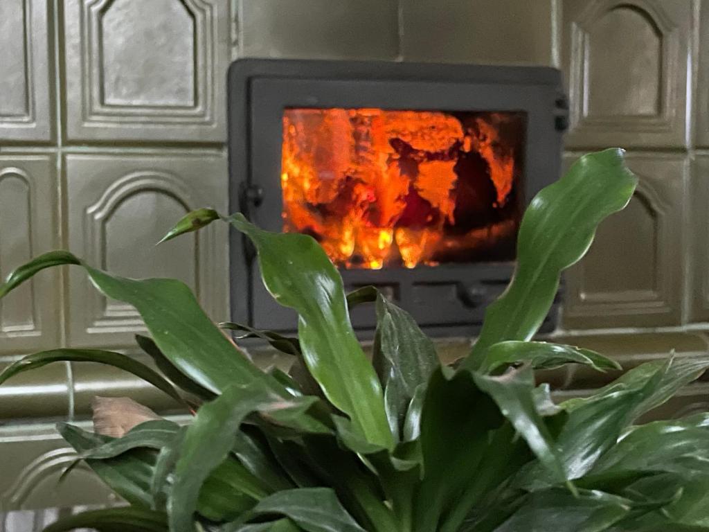 eine Pflanze vor einem Feuer in einem Kamin in der Unterkunft Erelia Cottage in Bük