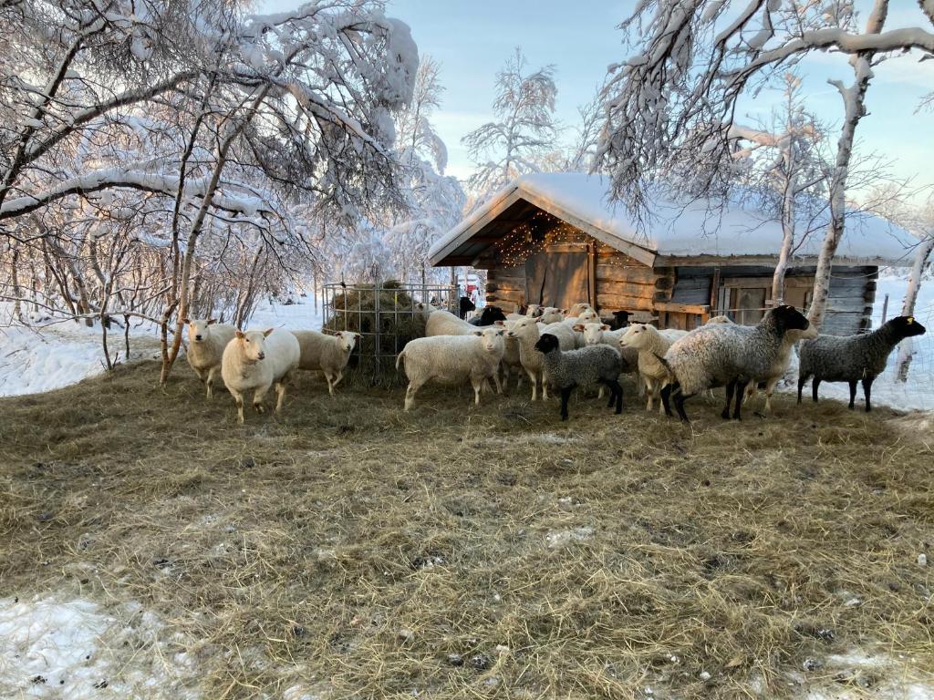 Djur på vandrarhemmet eller i närheten