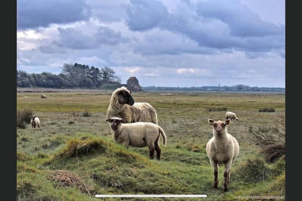Zvieratá v dovolenkovom dome alebo blízkom okolí