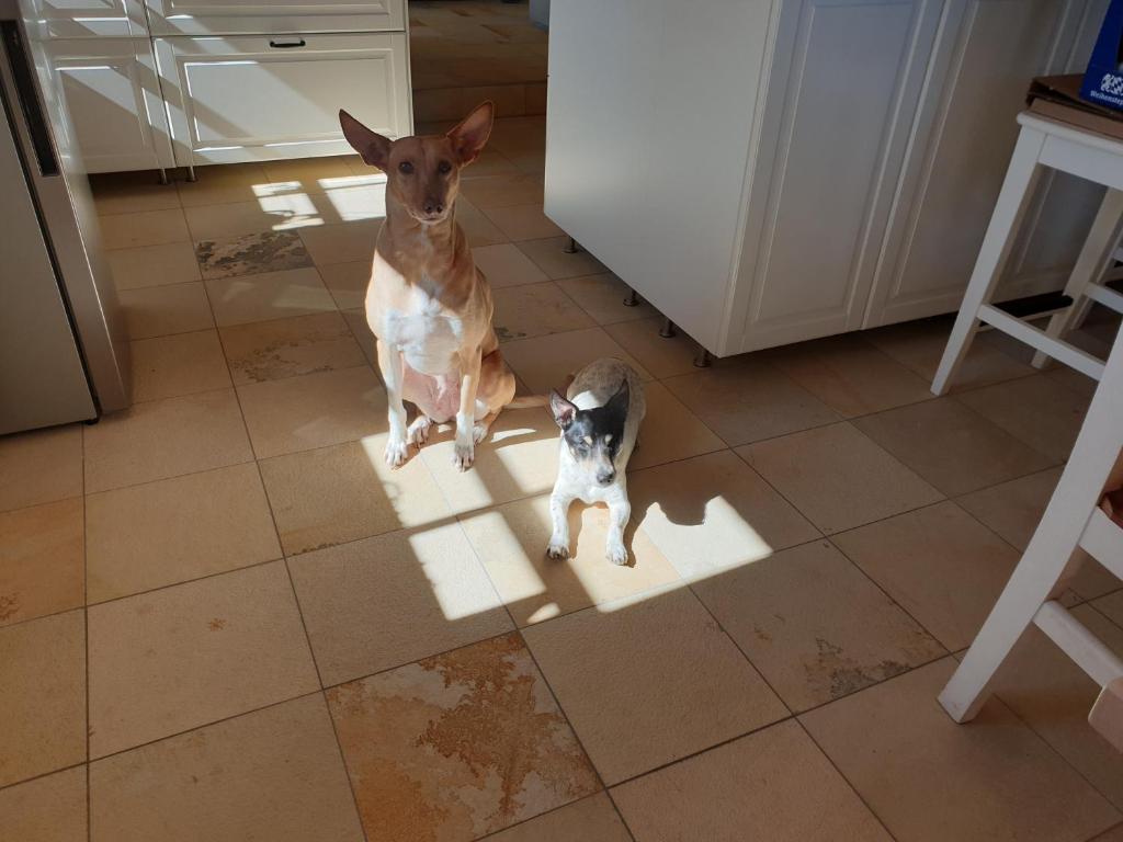 dos perros sentados en una cocina junto a una nevera en Landgut Michlshof - Bauernhof, Tinyhouse, Tiere, en Untergriesbach