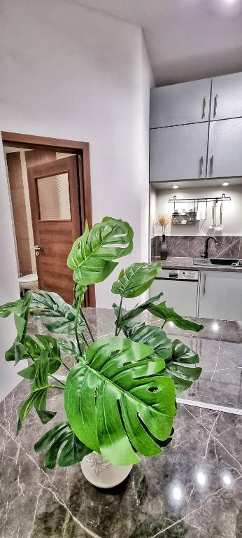 Kuchyňa alebo kuchynka v ubytovaní Apartament Kaczyniec 10