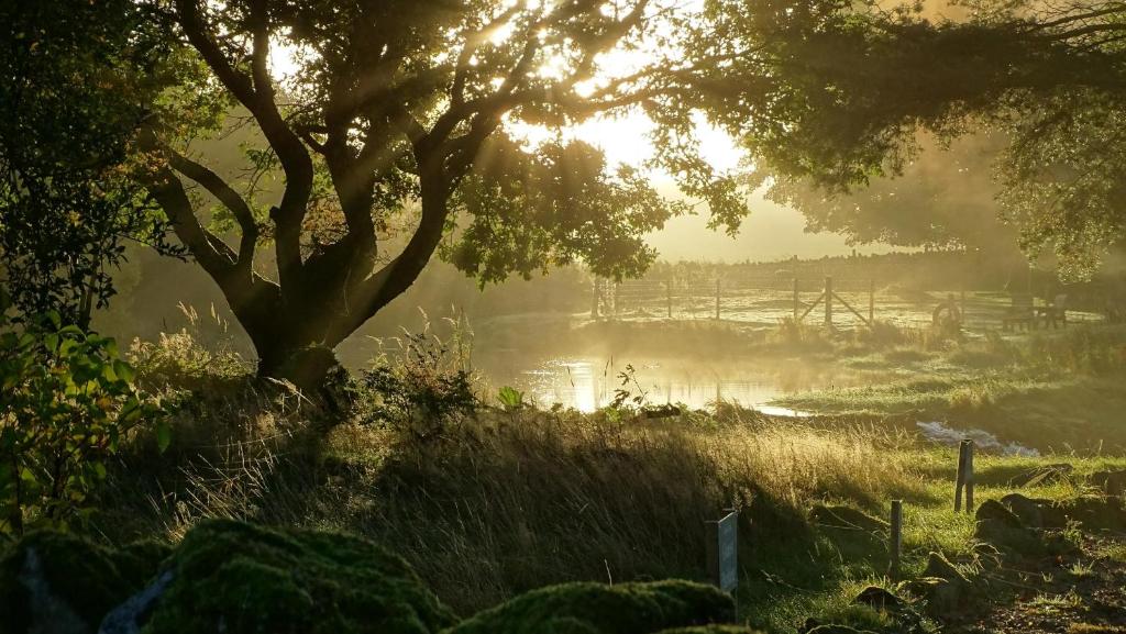 un champ brumeux avec un arbre et une rivière dans l'établissement Llwyn Onn Guest House, North Wales, à Pentrefoelas