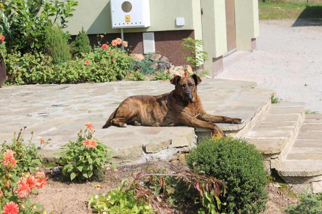 Domáce zviera alebo zvieratá hostí v ubytovaní Słoneczna Zagroda - Sunny Ridge Farm