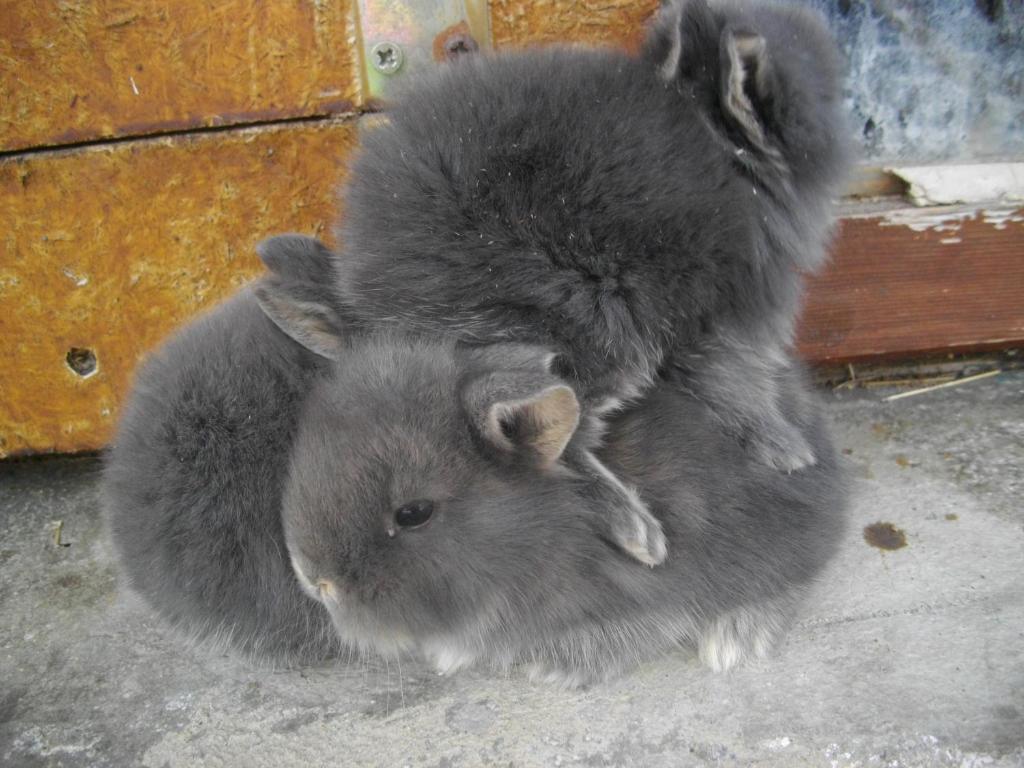 Zvířata v ubytování v soukromí nebo okolí