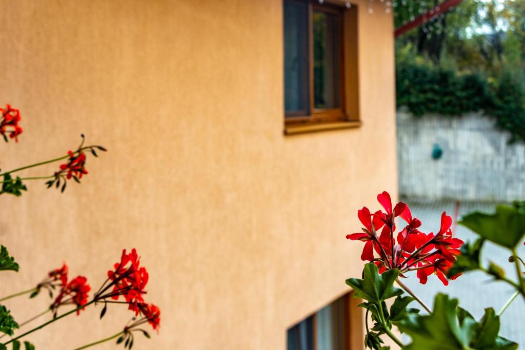 Zahrada ubytování Casa Tofi Vendégház
