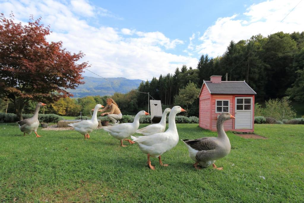 Zvířata v penzionu nebo okolí