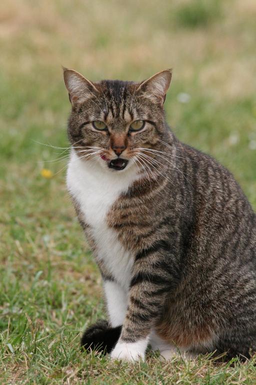 a cat sitting in the grass looking at the camera at Appartement La petite Résie in La Résie-Saint-Martin