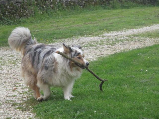 a dog holding a stick in its mouth at Appartement La petite Résie in La Résie-Saint-Martin