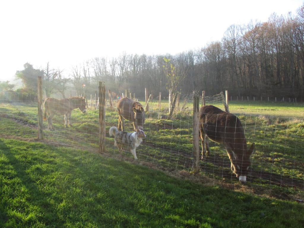 a group of horses and a dog behind a fence at Appartement La petite Résie in La Résie-Saint-Martin