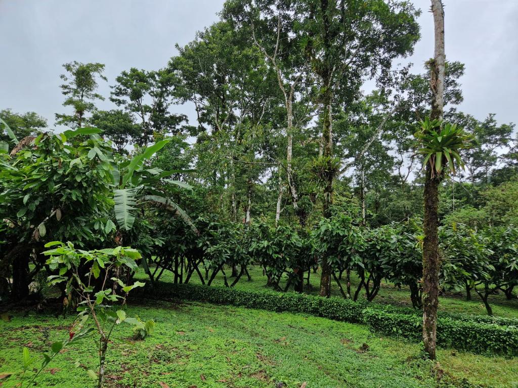 Zahrada ubytování Finca Amistad Cacao Lodge