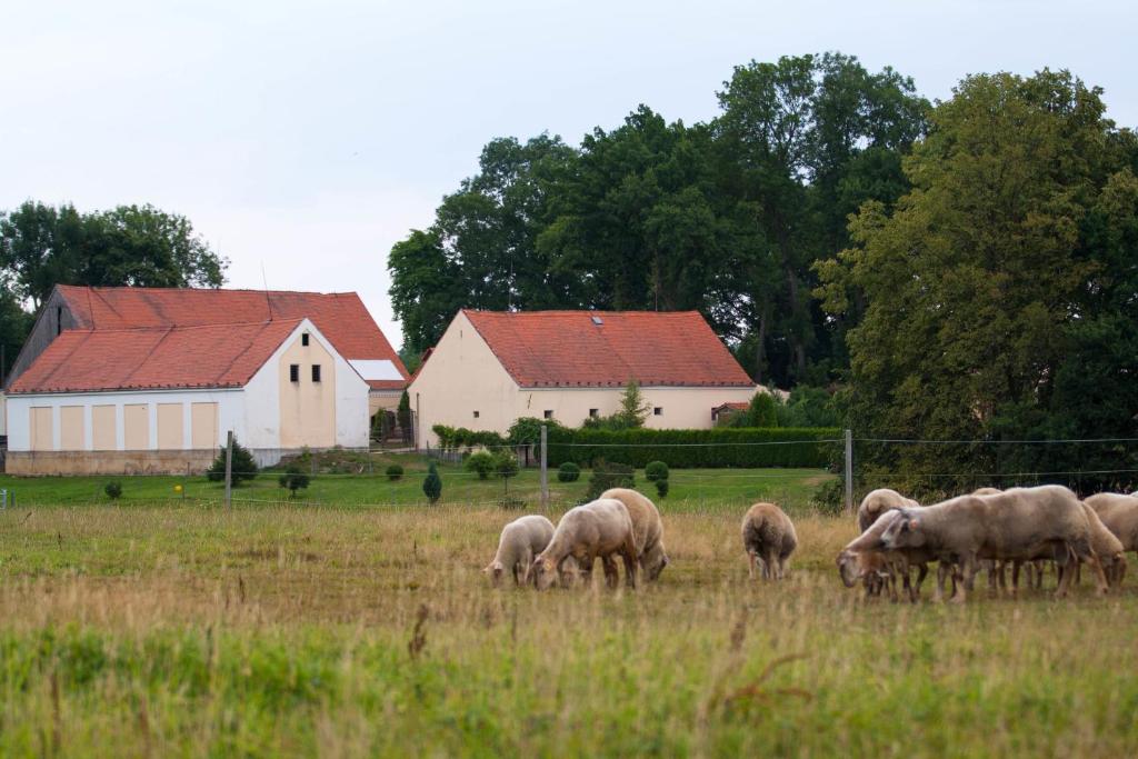 Zvířata v hotelu nebo okolí