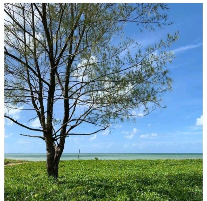 a tree in a field next to the ocean at Manancial Flats in Maragogi