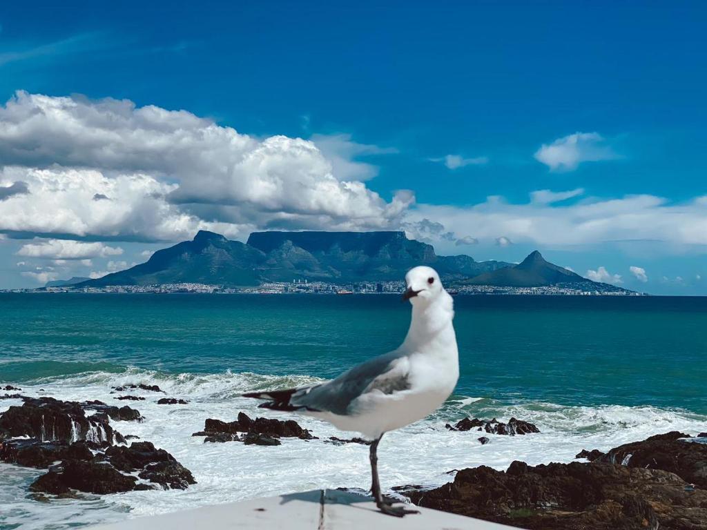 a seagull standing on the beach near the ocean at Belle Maroc Boutique Hotel in Bloubergstrand