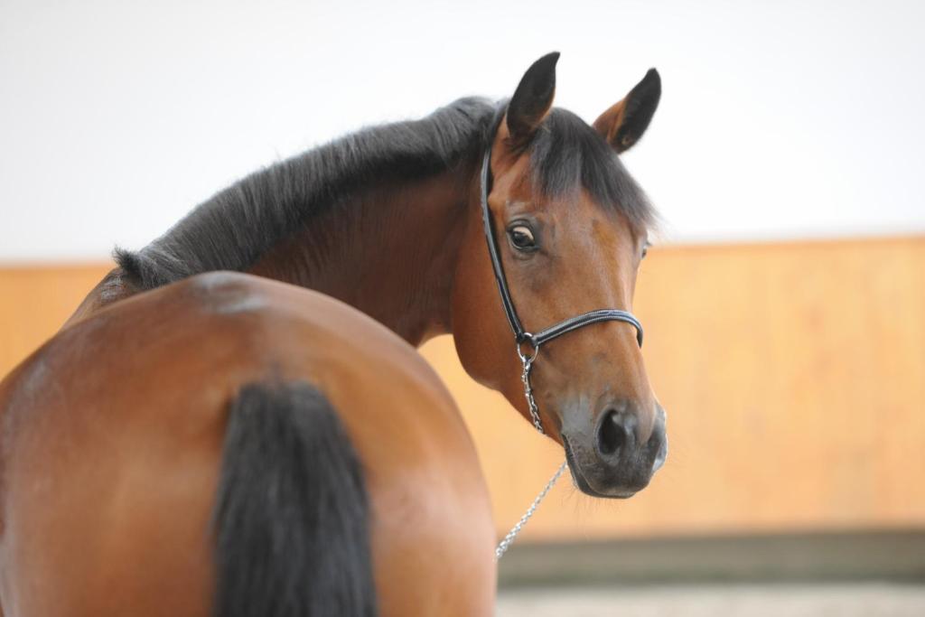 a brown horse is standing next to a building at Domaine équestre de la Chênaie in Saumur
