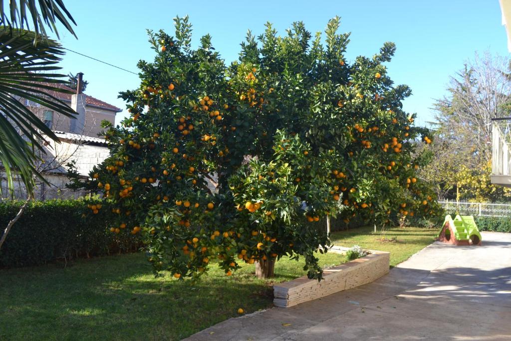 Apartments Angie - 5