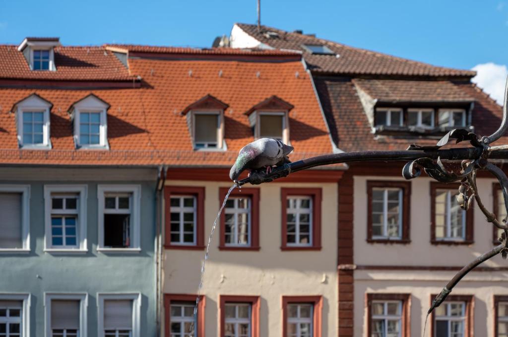 Staycity Aparthotels Heidelberg - Resim 39