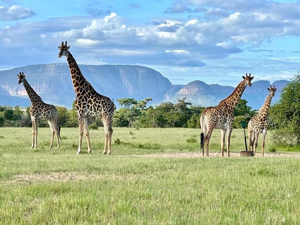 a group of giraffes standing in a field at Vilagama Game Lodge in Naboomspruit