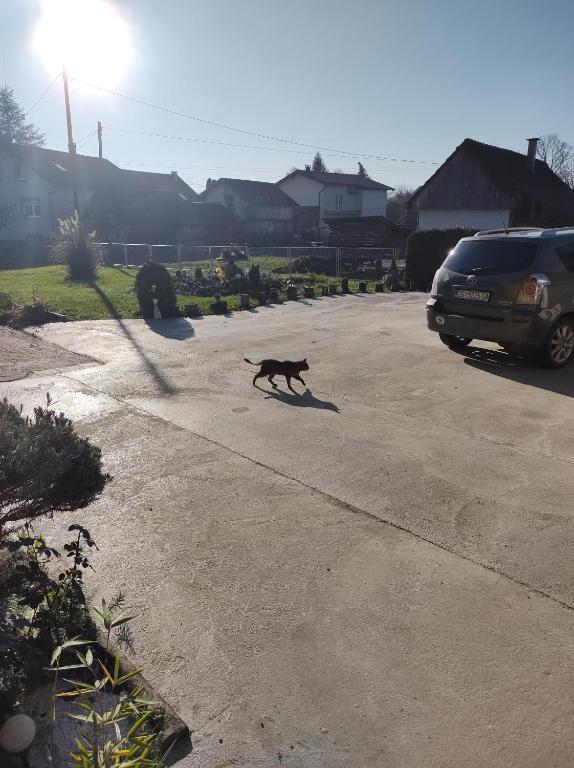 Villa Drenje - One-Bedroom House