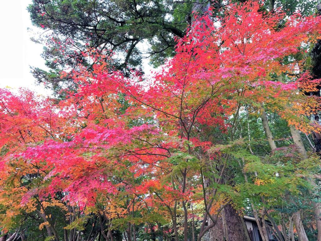 Fotografie z fotogalerie ubytování HOTEL AMANEK Kanazawa v destinaci Kanazawa