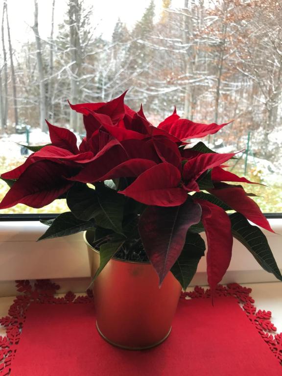 Foto dalla galleria di Domek w borówkach a Tokarnia