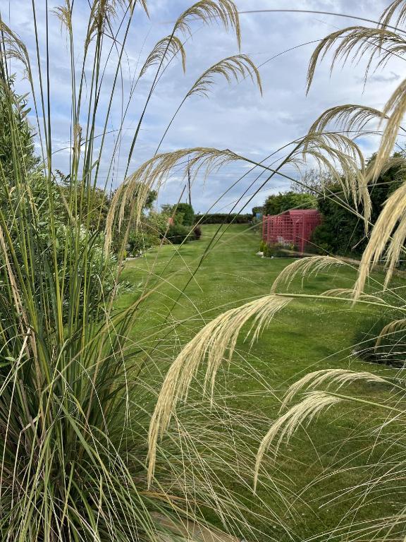 Κήπος έξω από το The Artist Residence Dublin Boutique B&B