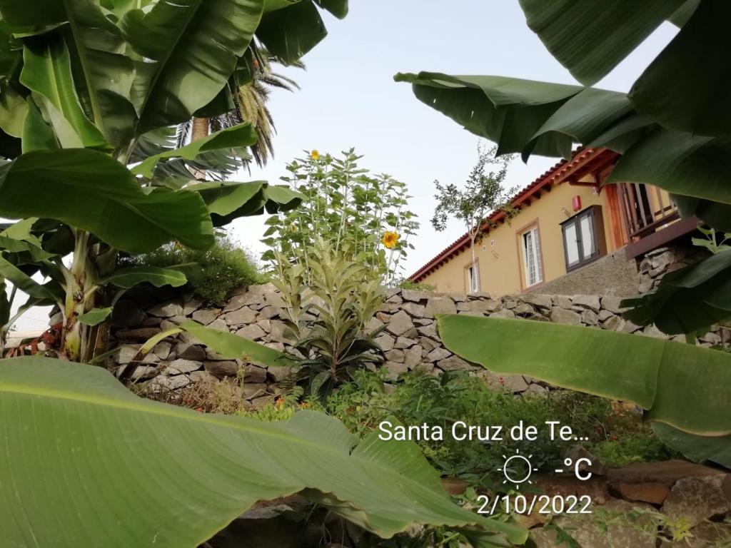 a house with a stone wall and a banana tree at Tantulia Las Tapias Tenerife in Puerto de la Cruz