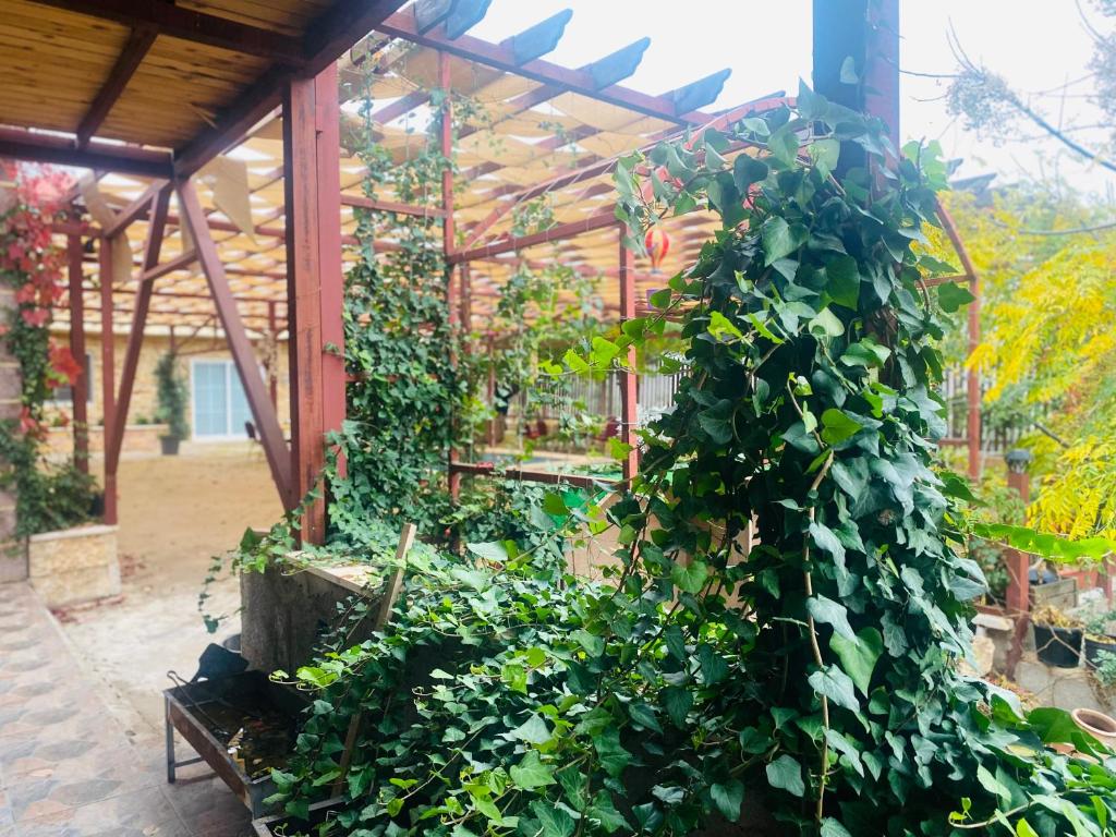 een kas gevuld met veel groene planten bij Green house in Ajloun