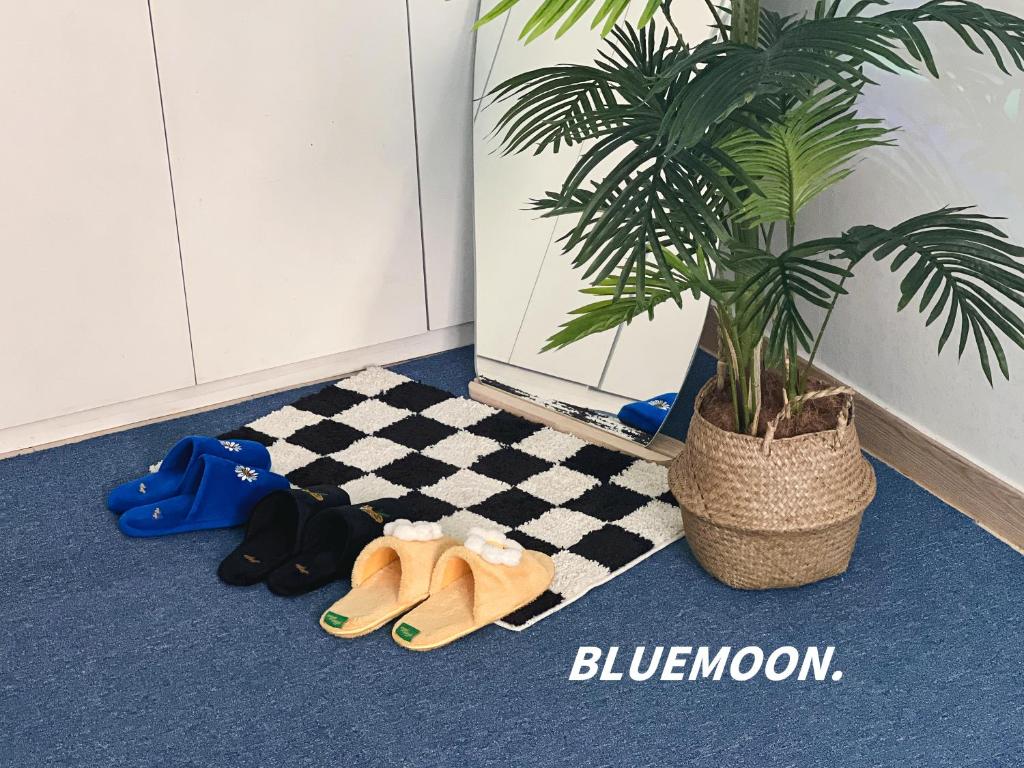 a potted plant sitting next to a floor with flip flops at Modern K-style House in Seoul