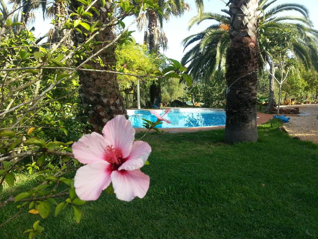 a pink flower on a bush next to a swimming pool at Quinta do Paraiso in São Teotónio