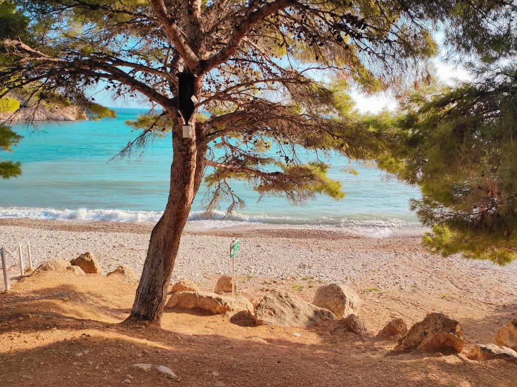 a tree on a sandy beach with the ocean at Luxury Apartments Mascarat in Altea