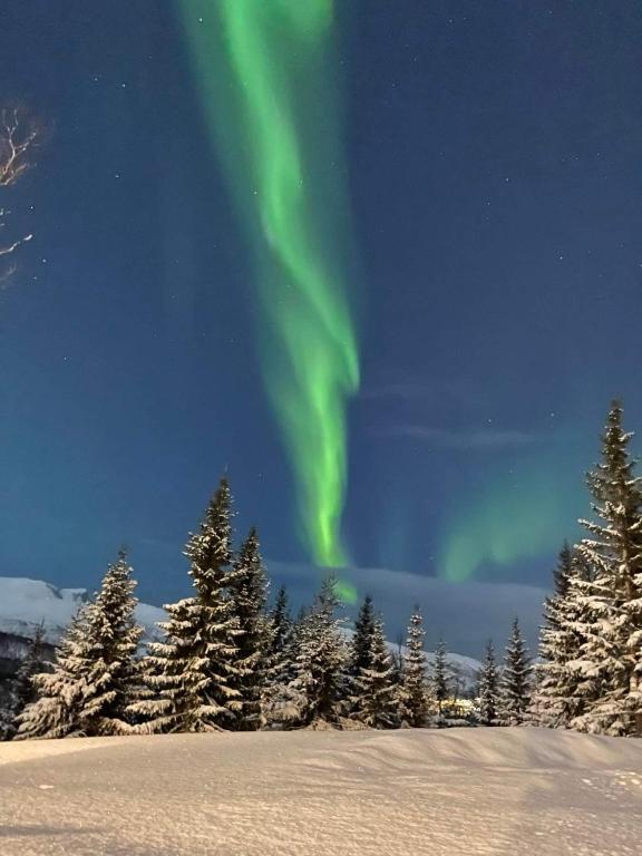 an aurora in the sky over snow covered trees at Small cozy apartment in Tromsø