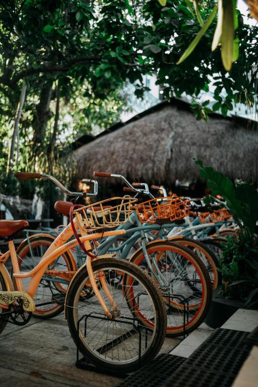 Jízda na kole v ubytování Hostel Oryx Tulum nebo okolí