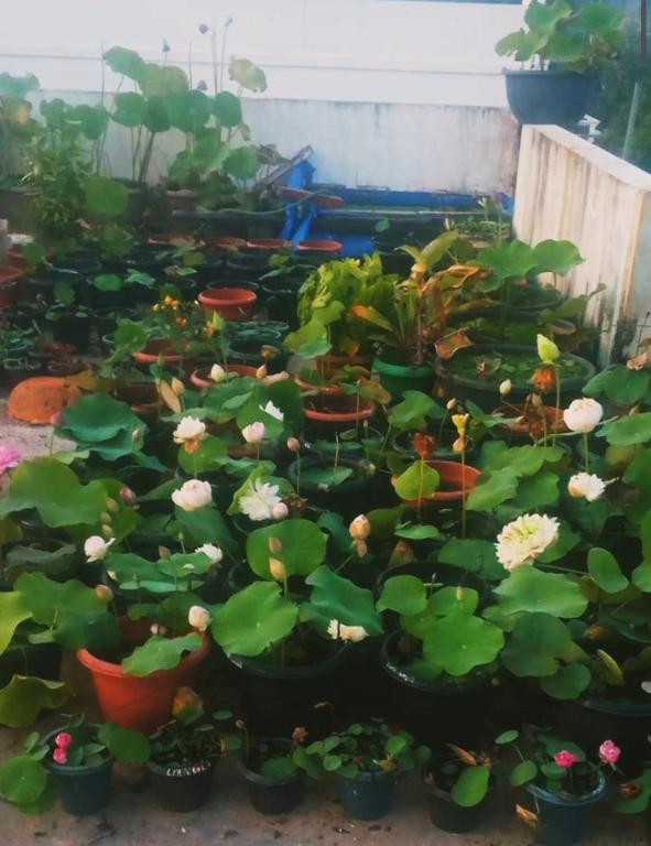 Zahrada ubytování Raelyn's Homestay
