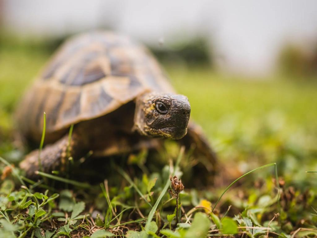 Zvieratá v dovolenkovom dome alebo blízkom okolí