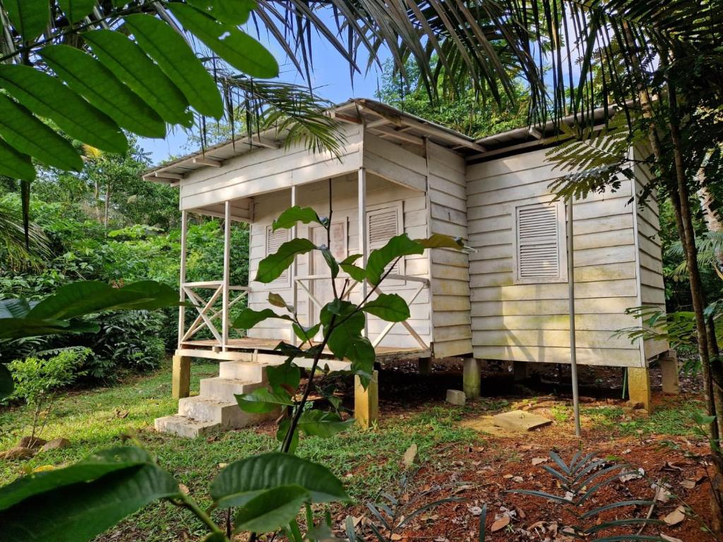 a small house in the middle of a forest at World's View Wild Camping Salaszoi, Principe Island in Santo António