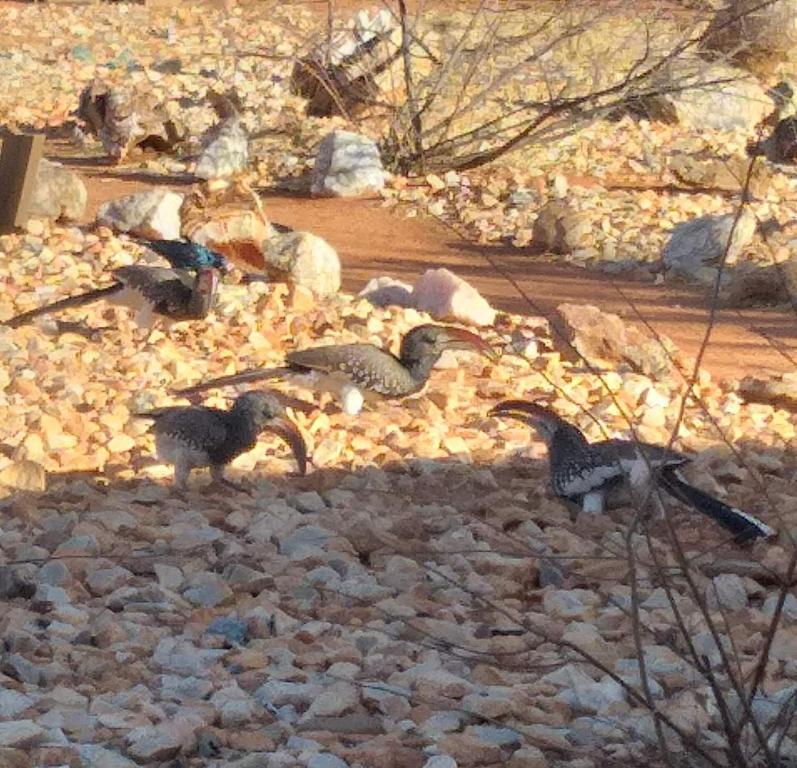 three birds standing on rocks in a field at Porcupine Camp Kamanjab in Kamanjab