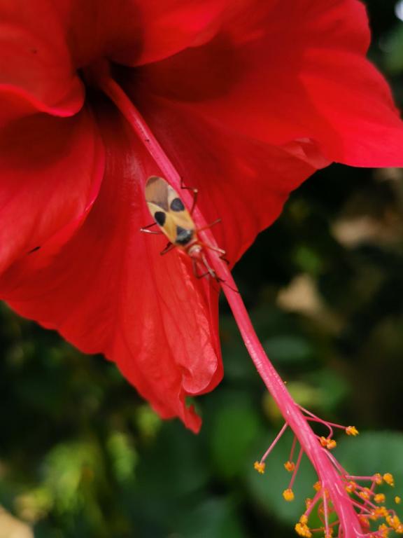Fotografie z fotogalerie ubytování Gatun Lake Lodge Hotel v destinaci Pueblo Nuevo