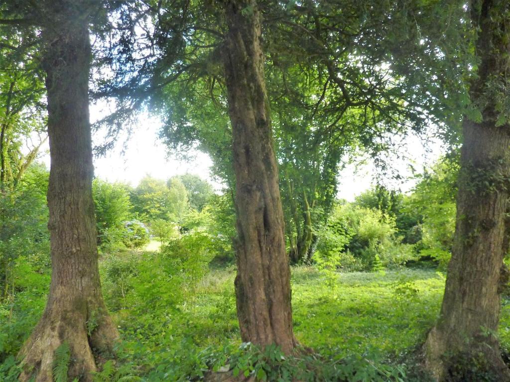 a group of trees in a field with grass at Charming holiday home with garden in Huelgoat