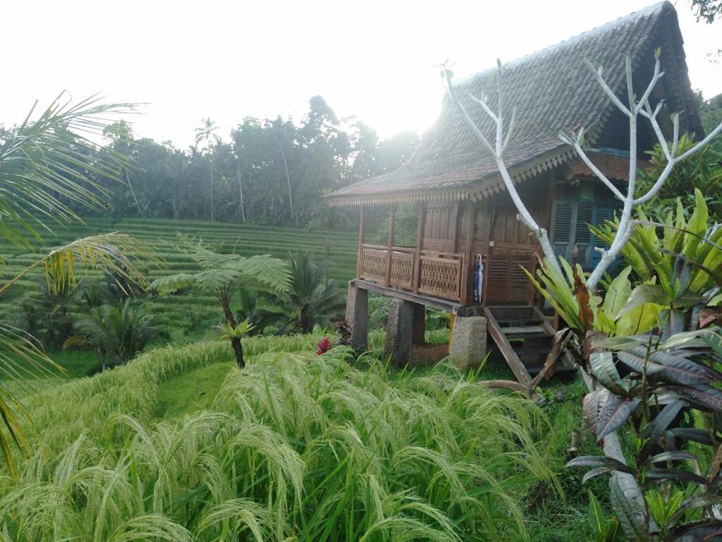 D'Ume Bendoel Homestay - 19