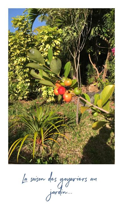 a tree with a bunch of fruit on it at Maison de 3 chambres avec jardin clos et wifi a Saint Denis in Saint-Denis