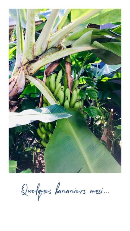 a bunch of green bananas hanging from a tree at Maison de 3 chambres avec jardin clos et wifi a Saint Denis in Saint-Denis