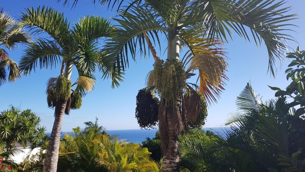 two palm trees with the ocean in the background at Maison de 3 chambres avec jardin clos et wifi a Saint Denis in Saint-Denis