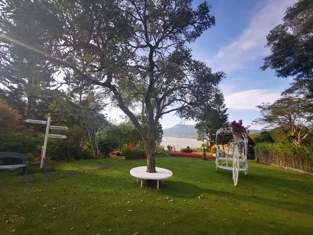 呵叻的住宿－Chez Piera Resort，坐在院子中间的树