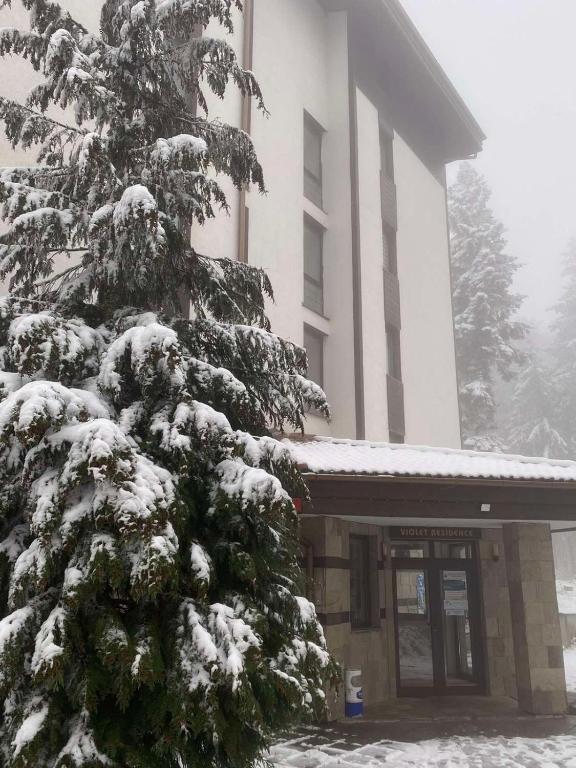 a snow covered pine tree in front of a building at HQ Apartment Flora Violet in Borovets