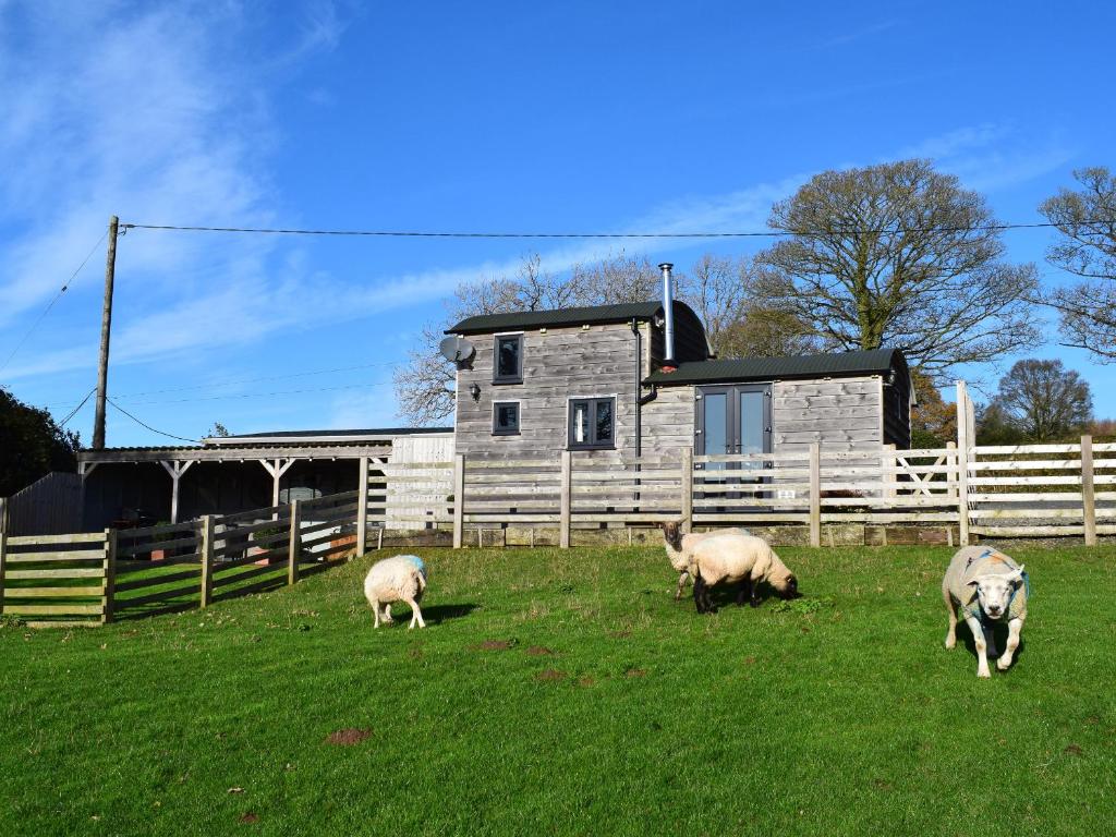 three sheep grazing in a field in front of a house at Shepherds Cabin at Titterstone in Farden