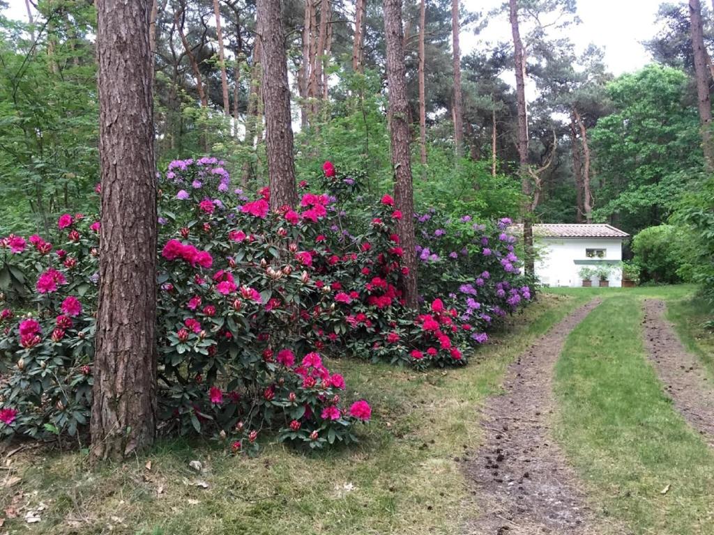 a bush of pink flowers next to a tree at Tranquil bungalow in Lille with garden in Lille