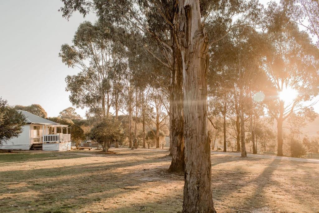 a tree in a field with a house in the background at Eight Acres Lakes Entrance in Lakes Entrance